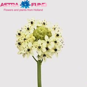 Ornithogalum saundersiae fotó