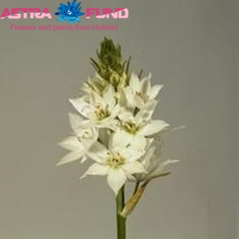 Ornithogalum thyrsoides 'Mount Everest' fotó