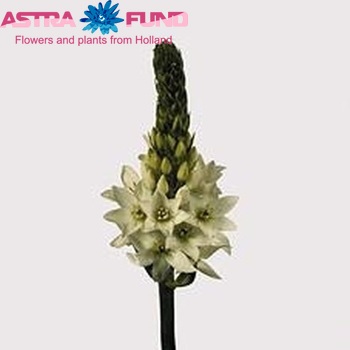 Ornithogalum thyrsoides 'Mount Fuji' fotografija
