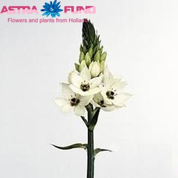 Ornithogalum thyrsoides 'Royal Beauty' fotografija