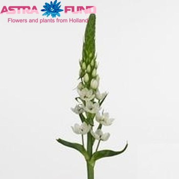 Ornithogalum thyrsoides 'White Star' fotografija