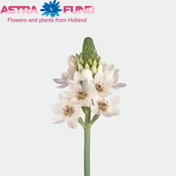 Ornithogalum 'White Giant' fotografija