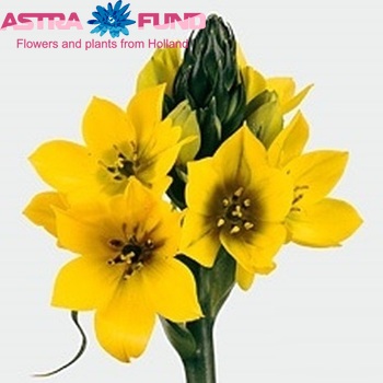 Ornithogalum 'Yellow Asa' fotografija