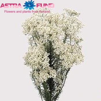 Ozothamnus 'Cooks Snow White' photo