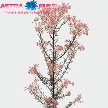 Ozothamnus 'Cooks Tall Pink' photo
