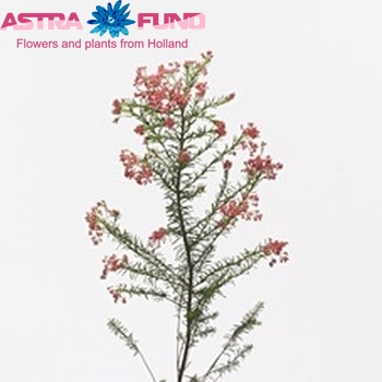 Ozothamnus diosmifolius 'Pink Panther' photo