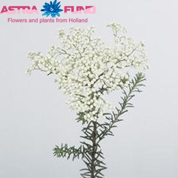 Ozothamnus diosmifolius 'Reki Snow' photo
