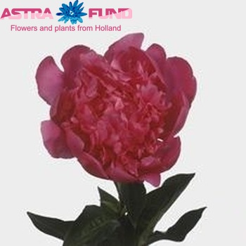 Paeonia Lactiflora Grp 'Amabilis' fotografie