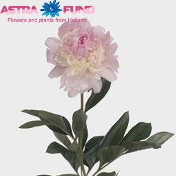Paeonia Lactiflora Grp 'Angel Cheeks' fotografie