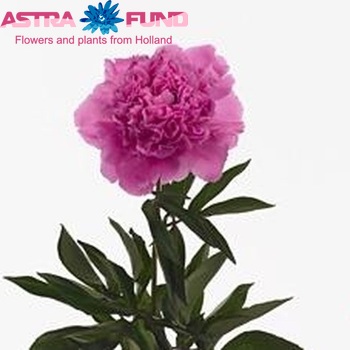 Paeonia Lactiflora Grp 'Anima' fotografie