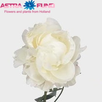 Paeonia Lactiflora Grp 'Ann Cousins' fotografie