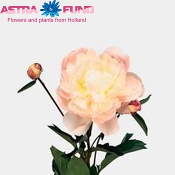 Paeonia Lactiflora Grp 'Avalanche' fotografie