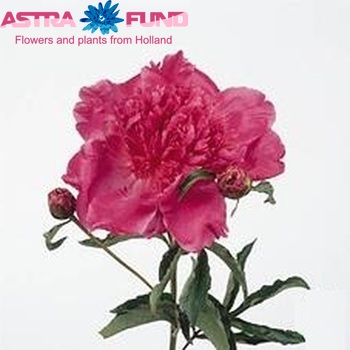 Paeonia Lactiflora Grp 'Barbara' fotografie