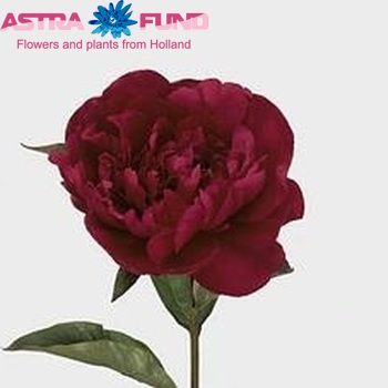 Paeonia Lactiflora Grp 'Big Ben' fotografie