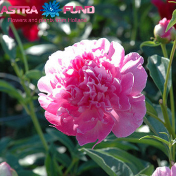 Paeonia Lactiflora Grp 'Bouquet Perfect' fotografie