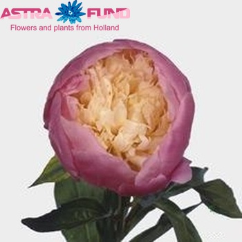 Paeonia Lactiflora Grp 'Bowl of Beauty' fotografie