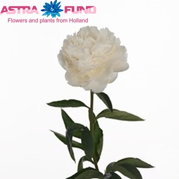 Paeonia Lactiflora Grp 'Bowl of Cream' fotografie
