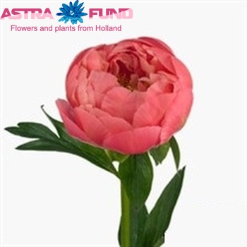 Paeonia Lactiflora Grp 'Coral Charm' fotografie