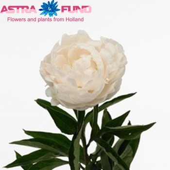 Paeonia Lactiflora Grp 'Crystal Beauty' fotografie