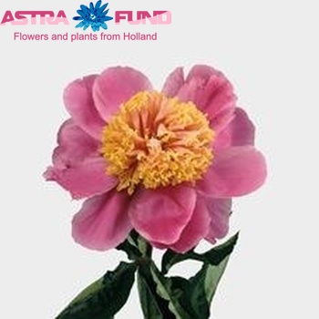 Paeonia Lactiflora Grp 'Doreen' fotografie