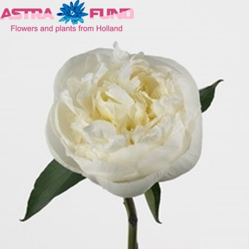 Paeonia Lactiflora Grp 'Duchesse de Nemours' fotografie