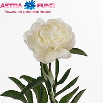 Paeonia Lactiflora Grp 'Edens Temptation' fotografie