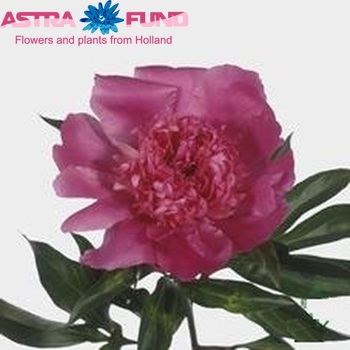Paeonia Lactiflora Grp 'Edulis Superba' fotografie