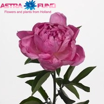 Paeonia Lactiflora Grp 'Emma Klehm' fotografie