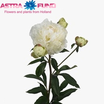 Paeonia Lactiflora Grp 'Evening Star' fotografie