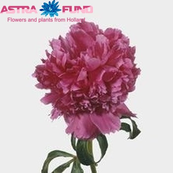 Paeonia Lactiflora Grp 'Felix Crousse' fotografie