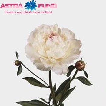Paeonia Lactiflora Grp 'Festiva Maxima' fotografie