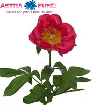 Paeonia Lactiflora Grp 'Flame' fotografie