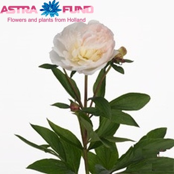 Paeonia Lactiflora Grp 'Florence Nicholls' fotografie