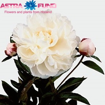 Paeonia Lactiflora Grp 'Gardenia' fotó