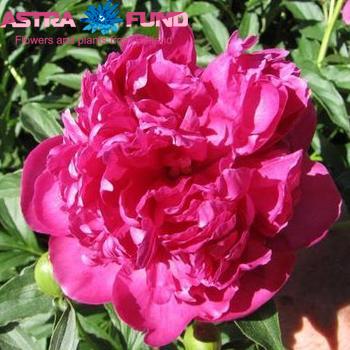 Paeonia Lactiflora Grp 'General MacMahon' fotó