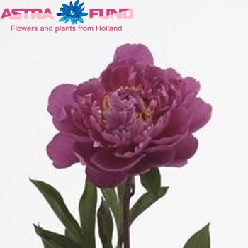 Paeonia Lactiflora Grp 'Gilbert Barthelot' fotó