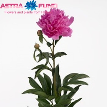 Paeonia Lactiflora Grp 'Glory Hallelujah' fotó