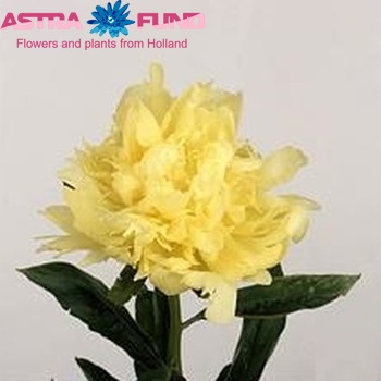 Paeonia Lactiflora Grp Goldmine fotó