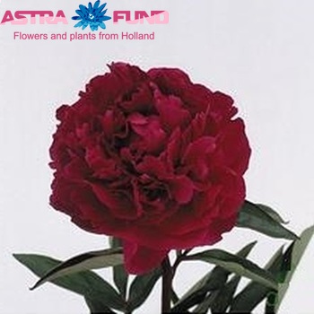 Paeonia Lactiflora Grp Henry Saint Clair fotó