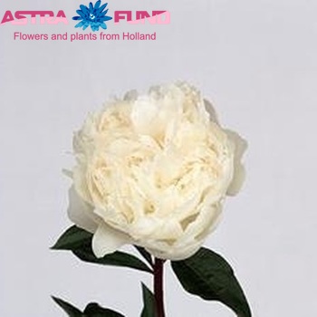 Paeonia Lactiflora Grp 'Henry Sass' φωτογραφία