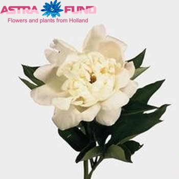 Paeonia Lactiflora Grp 'Immaculee' φωτογραφία
