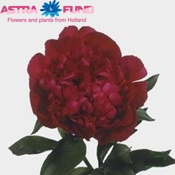 Paeonia Lactiflora Grp 'Inspecteur Lavergne' φωτογραφία