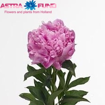 Paeonia Lactiflora Grp 'Jacorma' φωτογραφία