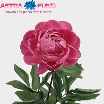 Paeonia Lactiflora Grp 'Jadwiga' φωτογραφία