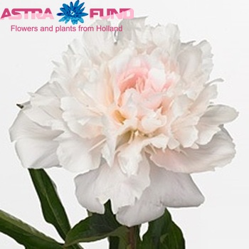 Paeonia Lactiflora Grp 'James Kelway' φωτογραφία