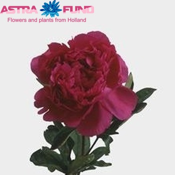 Paeonia Lactiflora Grp 'Kansas' φωτογραφία