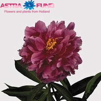 Paeonia Lactiflora Grp 'Karl Rosenfield' φωτογραφία