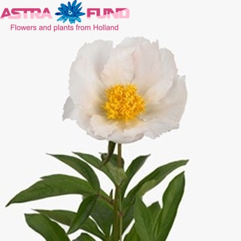 Paeonia Lactiflora Grp 'Krinkled White' φωτογραφία