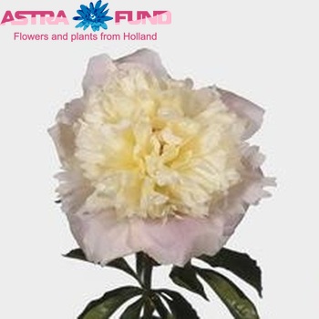 Paeonia Lactiflora Grp 'Lady Alexandra Duff' fotografie
