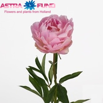 Paeonia Lactiflora Grp 'Laura Dessert' fotografie